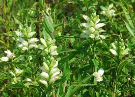White Turtlehead Flower Seeds for Long-Lasting Hardy Planting Seed for Lovely Outdoor Displays