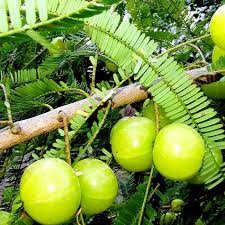 Green Amla Seeds for Planting - Grow Your Own Amla Tree
