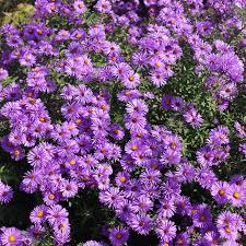 Purple Aster Novae Angliae Seeds for Perennial Planting