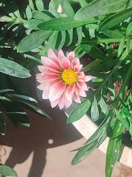 Cream Pink Gazania Flower Seeds for Planting Drought Tolerant Heirloom & GMO Free Seeds for Home Garden
Sale