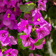 Bougainvillea Flower Seeds for Planting Dark Violet, Stunning Garden Climber