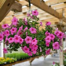 Pink Mix Petunia Hanging Flower Seeds for Planting Heirloom NONGMO Vibrant Garden Blooms
Sale
