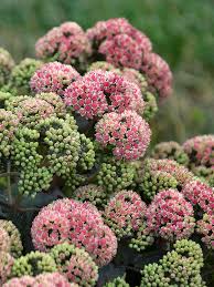 Pink Sedum Flower seeds for Planting - Drought Tolerant, Heirloom & GMO Free Seeds for Home Garden