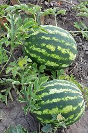 Wassermelone Fruit Seeds for Planting - Grow Your Own Juicy Watermelons