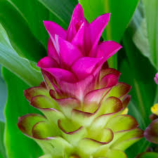 Curcuma Flower Seeds for Planting - Stunning Pink Blooms