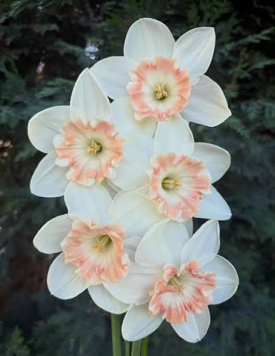 Narcissus Flower Seeds for Planting - White Pink Varieties for Stunning Gardens - Evergrowseeds