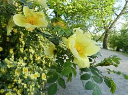 Yellow Hugo Rose Flower Seeds Planting