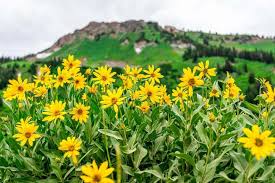 GOLDENEYE Viguiera Multiflora seeds for bright flowers
