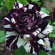 Dark Violet Starry Petunia Seeds for Spring Planting - Evergrowseeds