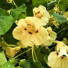 Peach Nasturtium Flower Seeds blooming in flower beds, containers, borders, and pollinator-friendly gardens