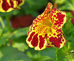 Monkey Flower Mimulus Seeds (Affenblumensamen)