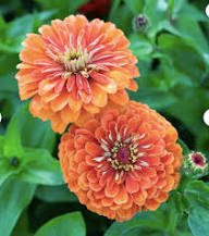 Zinnia Flower Seeds Lime Orange Planting
