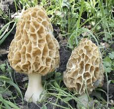 Morchella Esculenta Mushroom Seeds for Planting