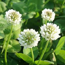 White Clover Seeds for Planting: Premium Flower Collection
