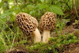Morchella Esculenta Mushroom Seeds for Planting