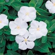 White Periwinkle Flower Seeds for Planting - Create Stunning Floral Arrangements