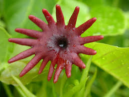 Hura Crepitans Seeds for Planting - Grow Your Own Sandbox Tree