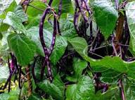Purple Stallard Bean Vegetable Seeds for Planting