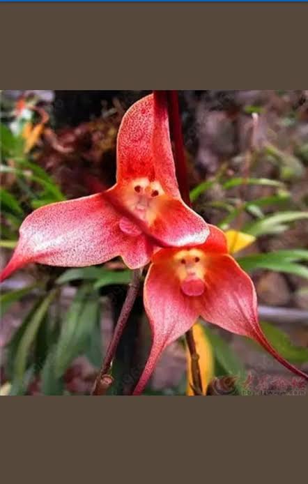 Exotic Dark Red Monkey Face Orchid Seeds for Gardens