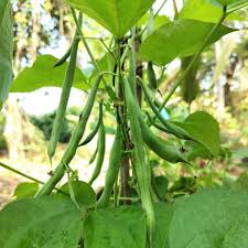 Green Sieve Bean Seeds for Easy Planting