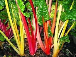 Mixed Swiss Chard Planting Seeds for Your Garden
