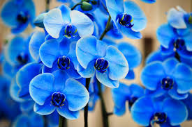 Blue Phalaenopsis Flower Seeds for Planting