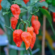 Scorpion Vegetable Seeds for Planting