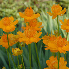 Trollius Flower Seeds Ideal for Planting