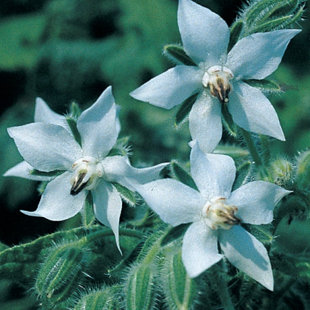 White Borage Flower seeds for Planting - Garden Favorite, Heirloom & GMO Free Seeds for Home Garden