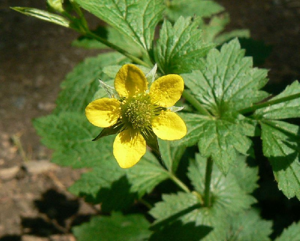 Yellow Moist Wetland Flower seeds for Planting - Premium Quality, Heirloom & GMO Free Seeds for Home Garden