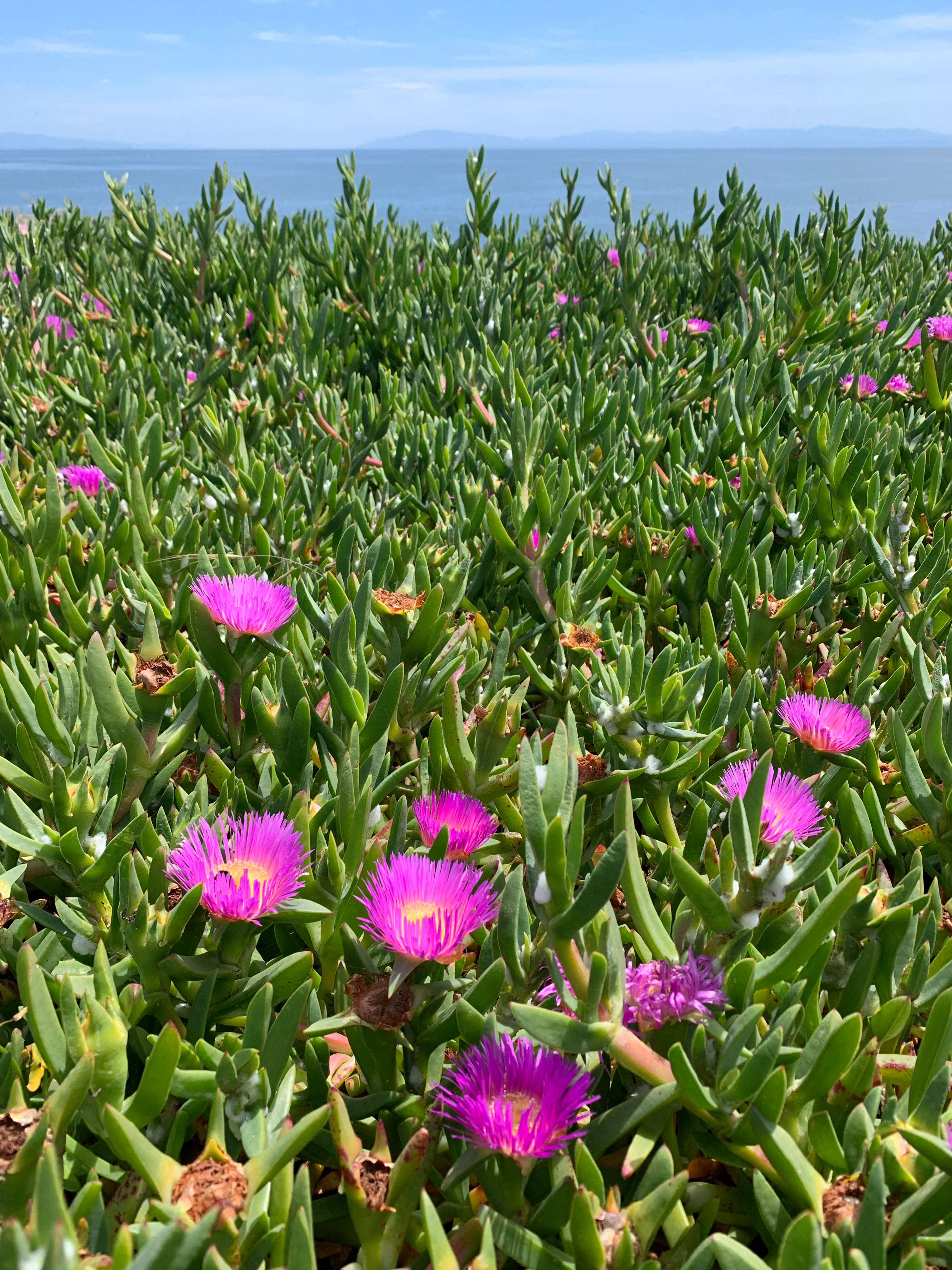 Pink Delosperma Flower seeds for Planting - Vibrant Colors, Heirloom & GMO Free Seeds for Home Garden