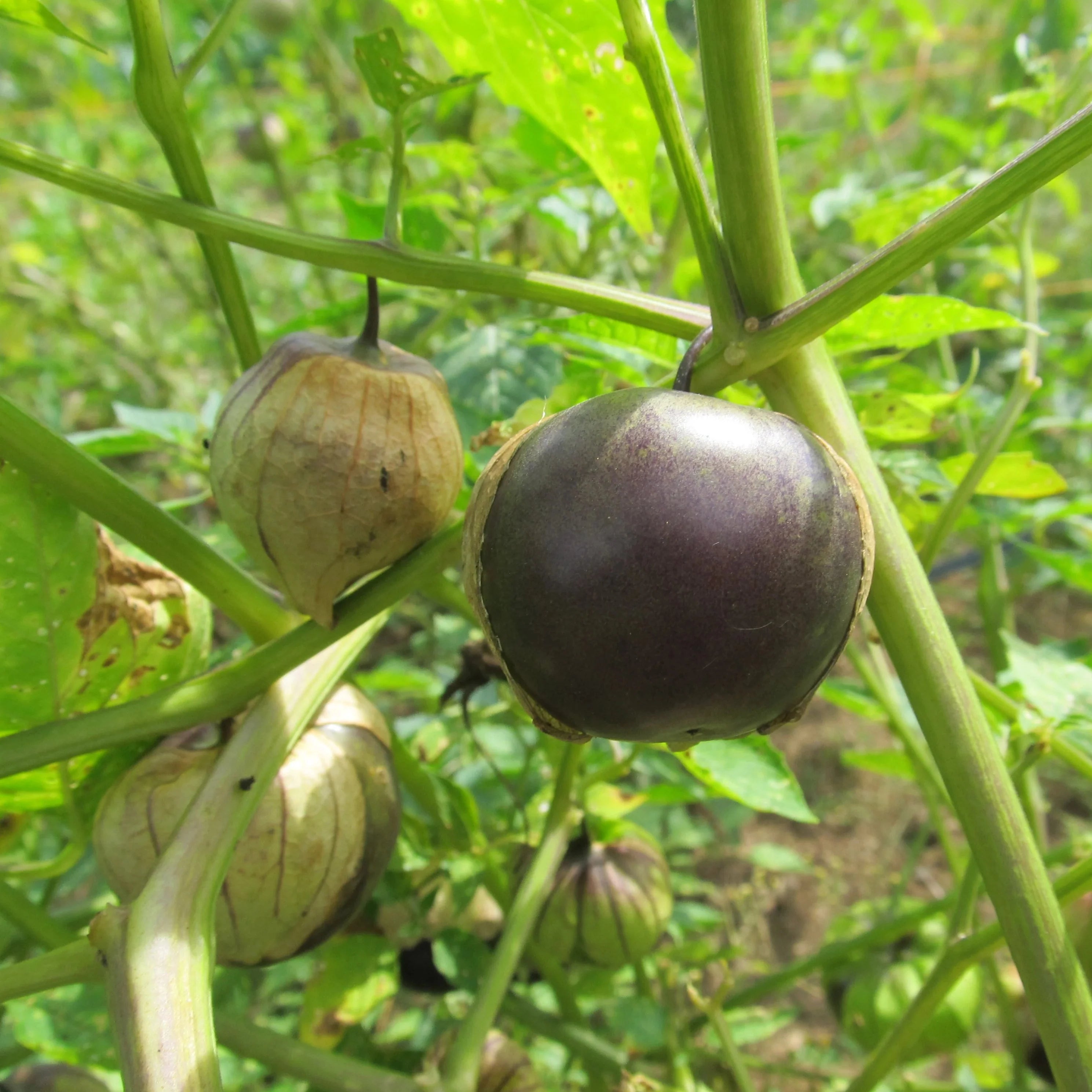 Purple Tomatillo Seeds for Planting