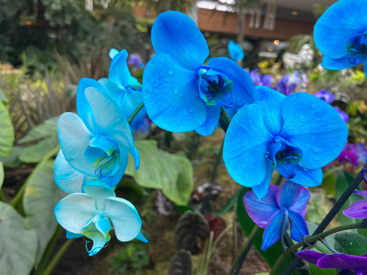 Orchid (Orchid Flower) seeds for planting in home garden