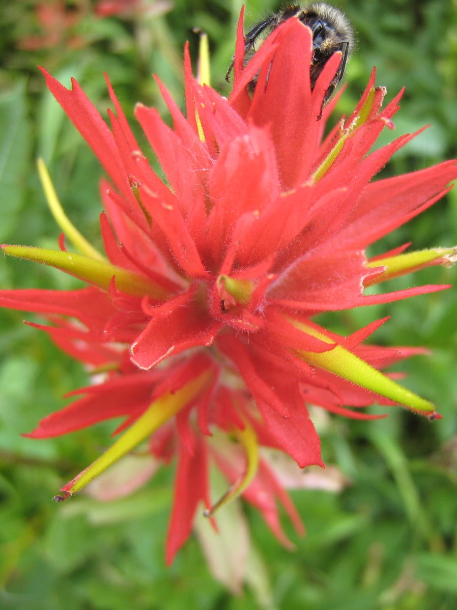 Red Castilleja Flower seeds for Planting - Shade Tolerant, Heirloom & GMO Free Seeds for Home Garden