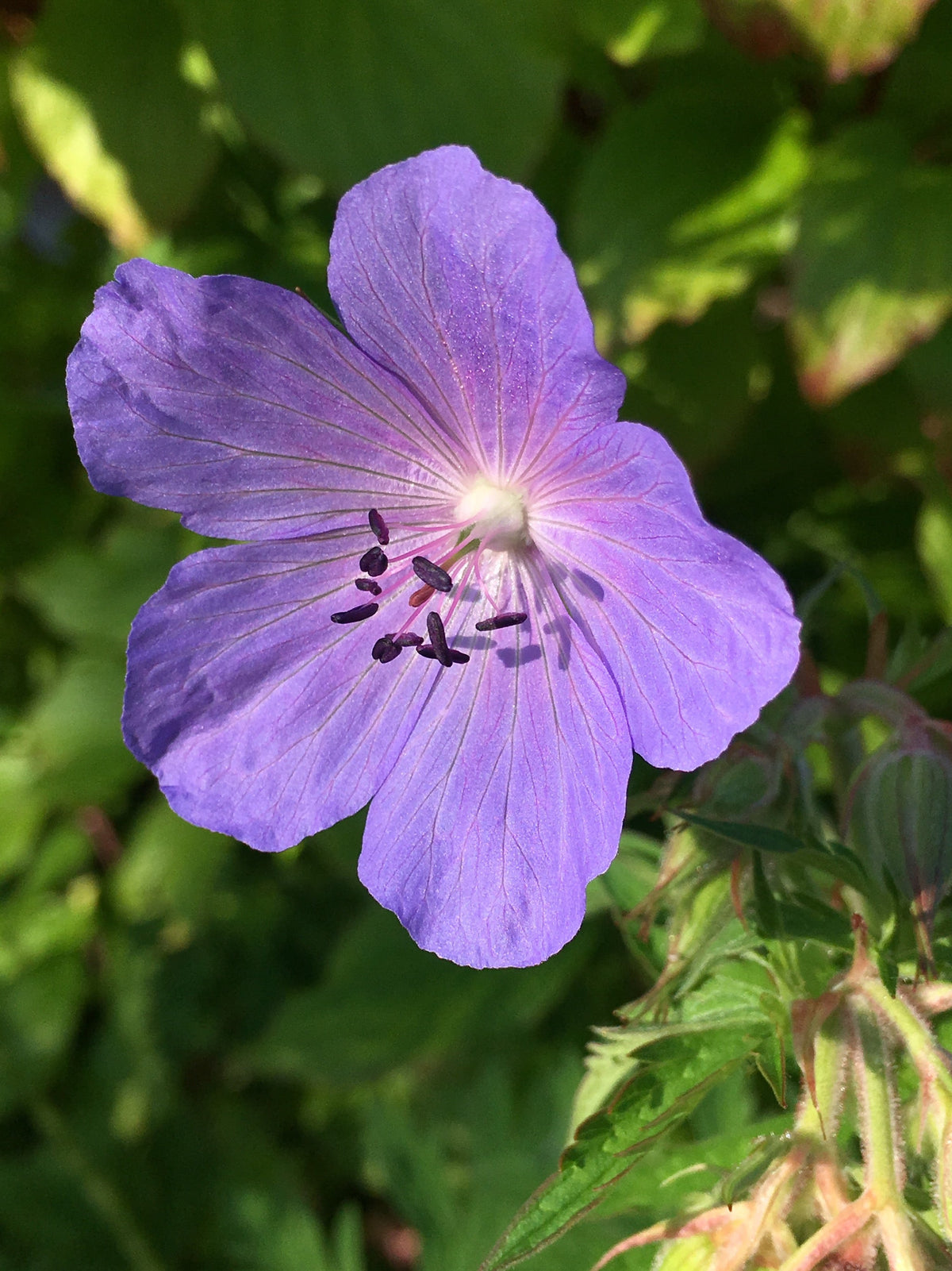 Geraniaceae Flower seeds blooming in flower beds, containers, borders, and pollinator-friendly gardens
