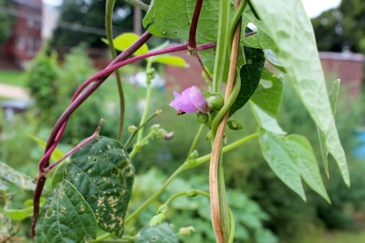 Black Bean Planting Seeds for Vegetable Gardens