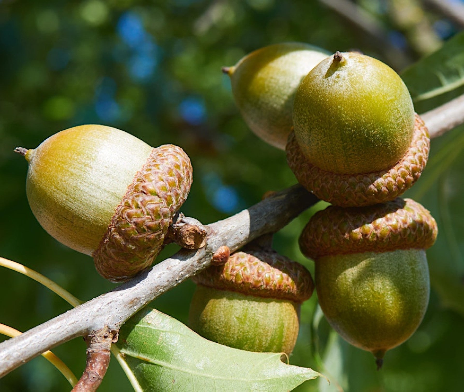Acorn Seeds for Planting: Grow Strong Oak Trees