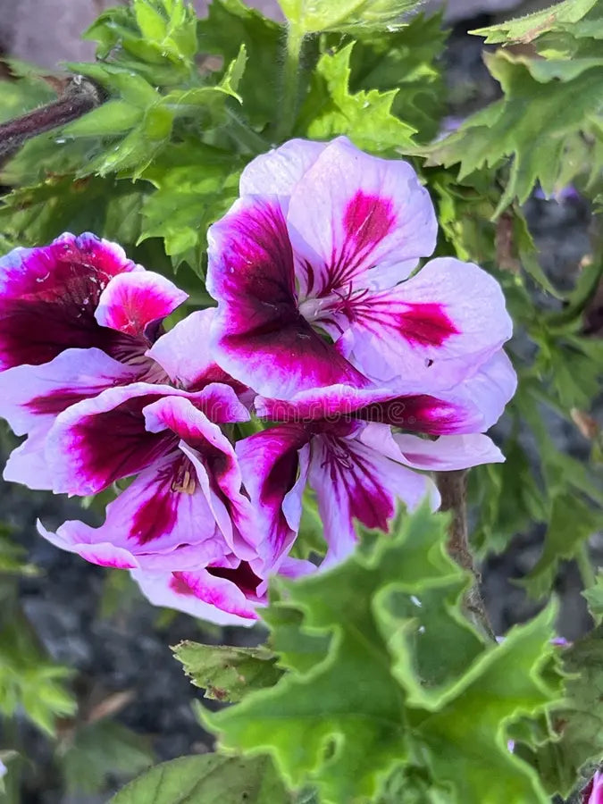 Geranium Purple White Flower seeds for Planting - Vibrant Colors, Heirloom & GMO Free Seeds for Home Garden