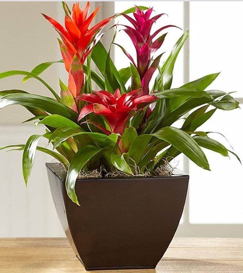 Burgundy Bromeliad Flower seeds for Planting Vibrant Colors Heirloom & GMO Free Seeds for Home Garden