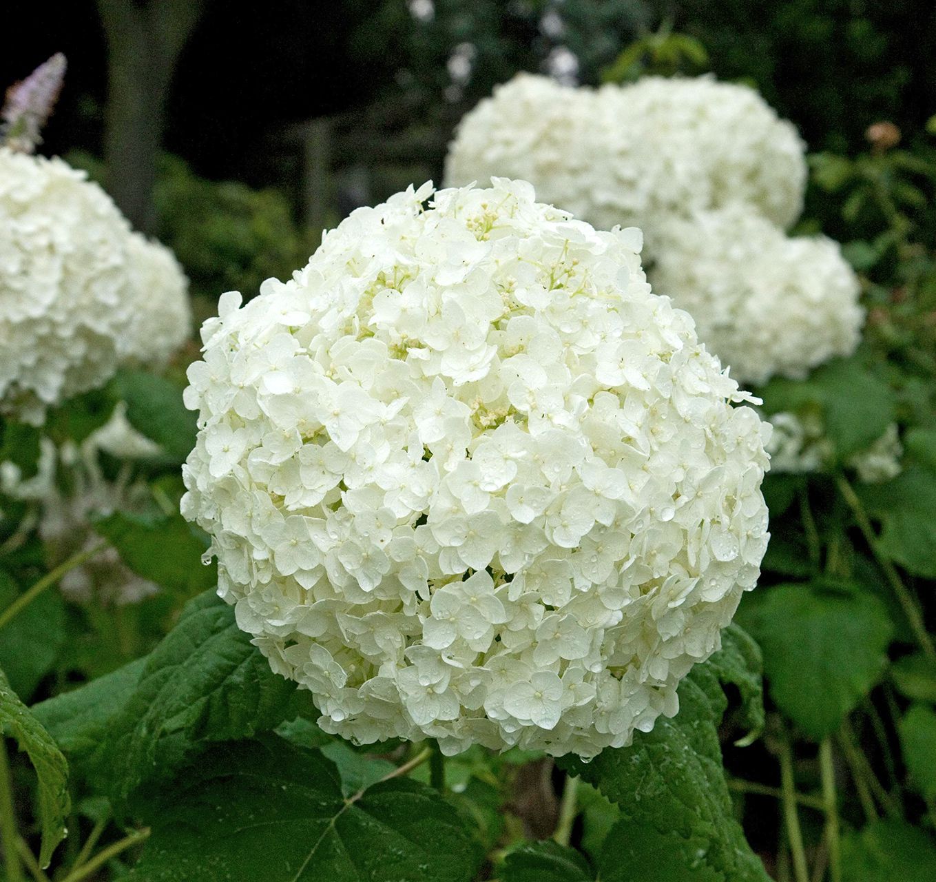 Hydrangea Flower seeds for Planting - Premium Quality, Heirloom & GMO Free Seeds for Home Garden