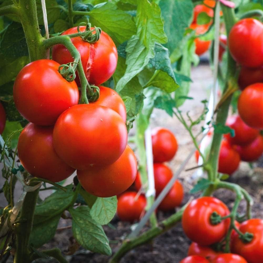 Independence Day tomato plant growing in a container garden