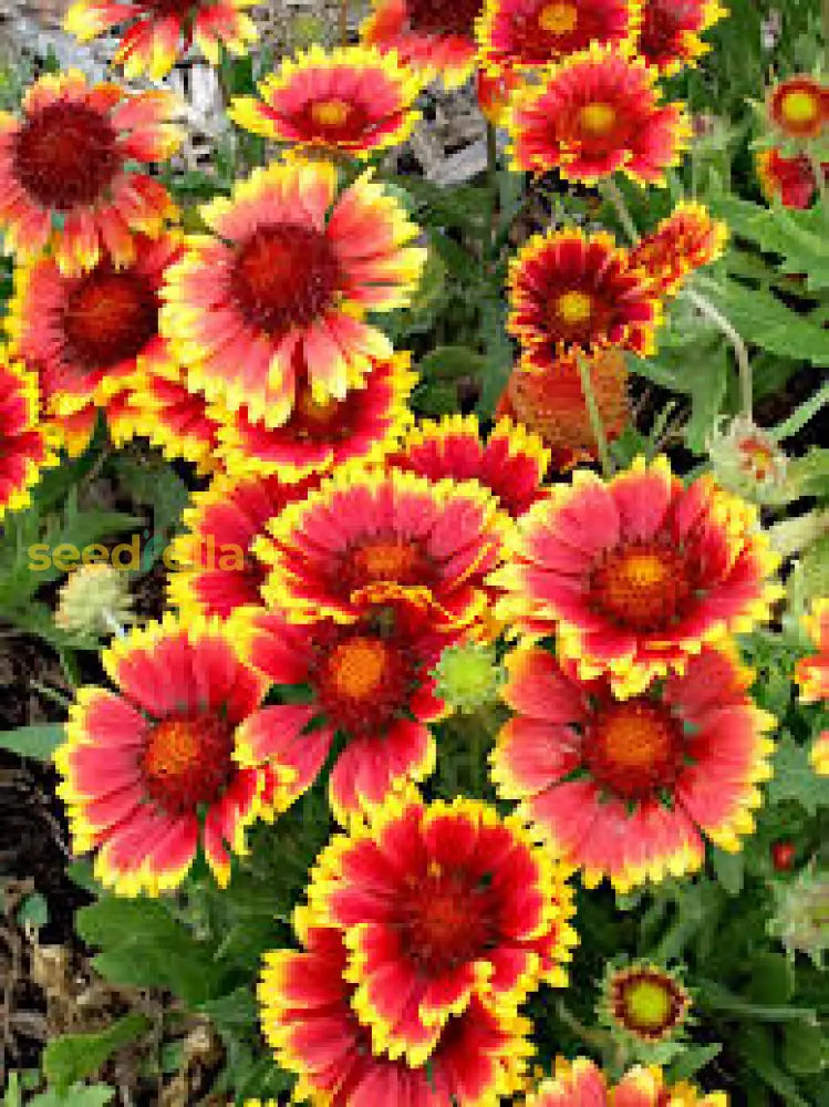 Indian Blanket Flower Seeds For Planting Brighten Your Garden