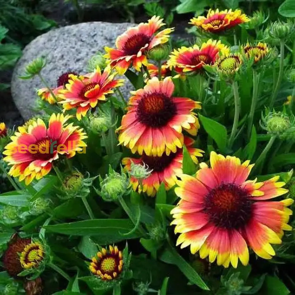Indian Blanket Flower Seeds For Planting Brighten Your Garden