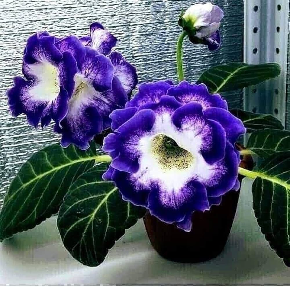 Indoor Dark Blue Gloxinia Seeds