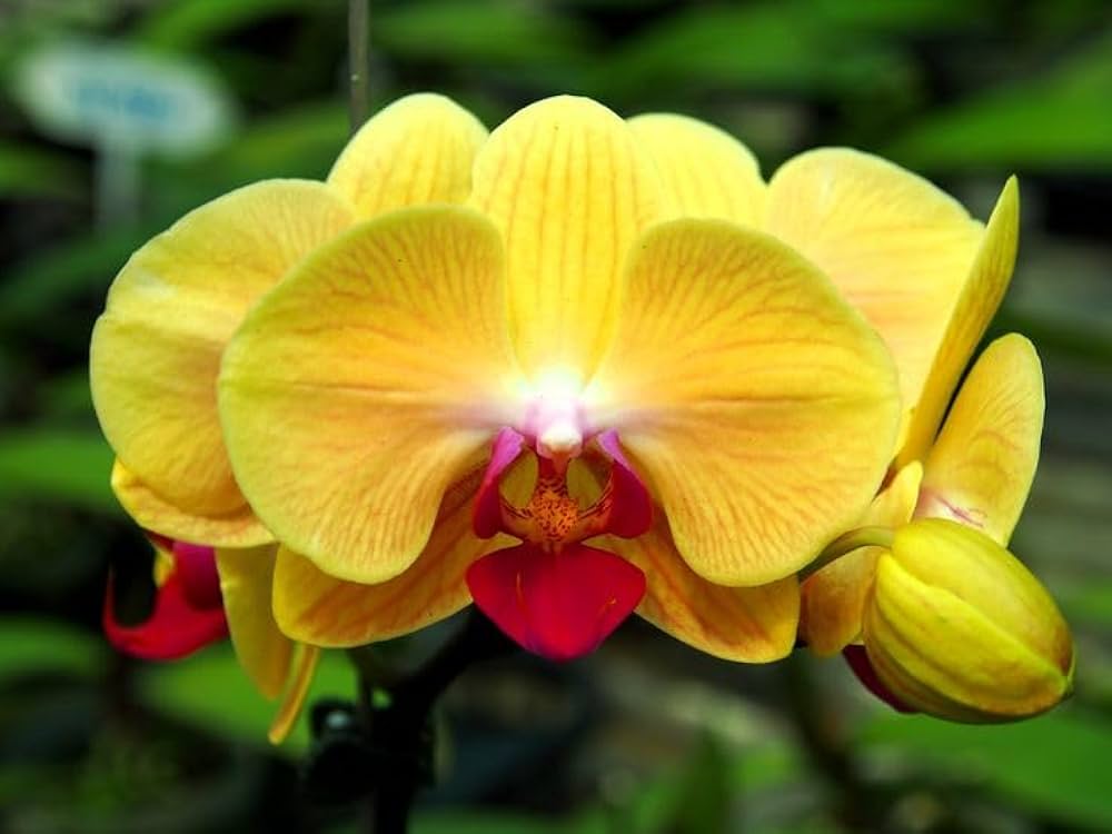 Indoor Yellow Butterfly Orchid Plant