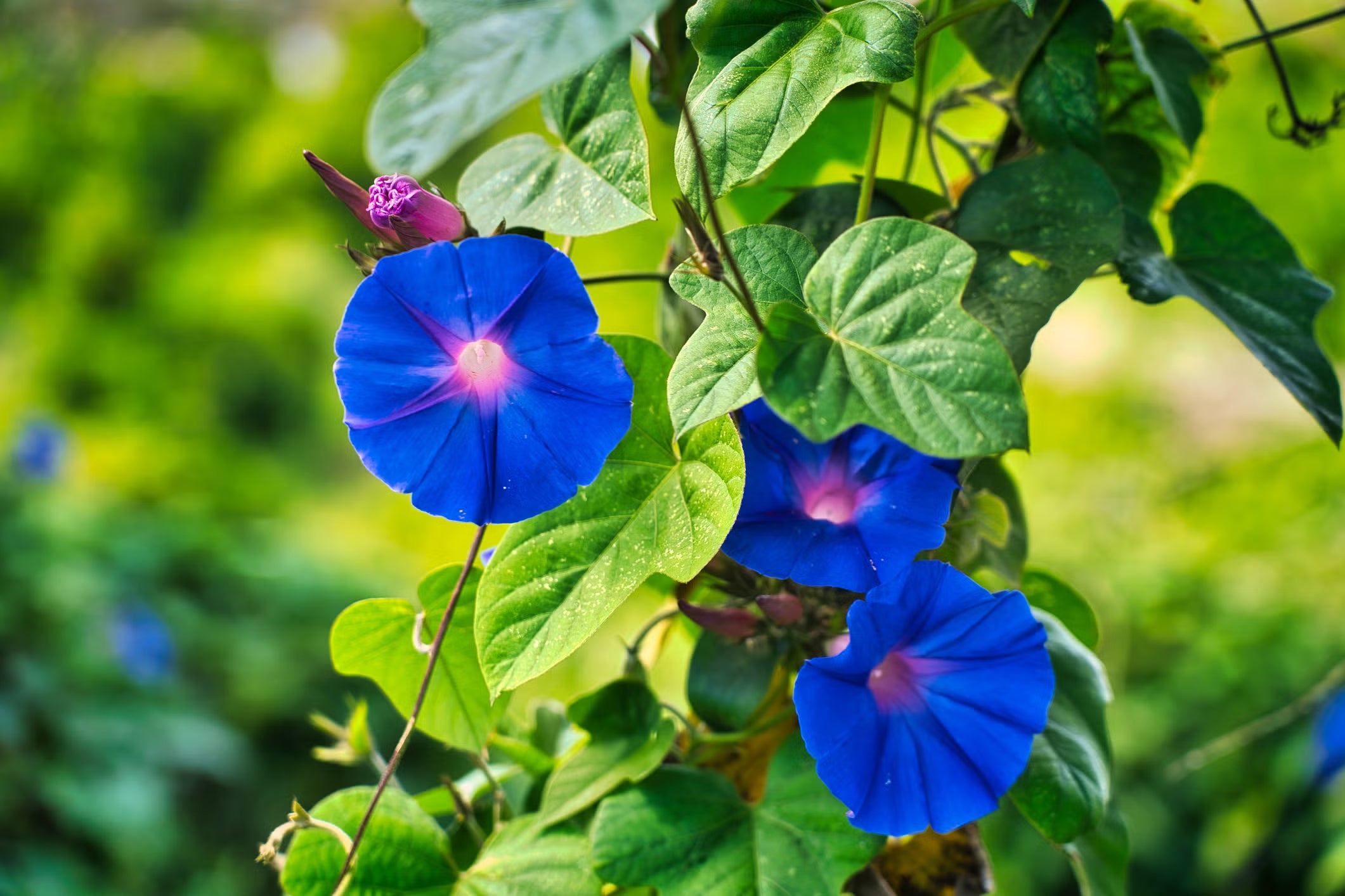 Giant Blue Moon Flower Seeds for Planting | Premium Flower Seeds for Vibrant Gardens