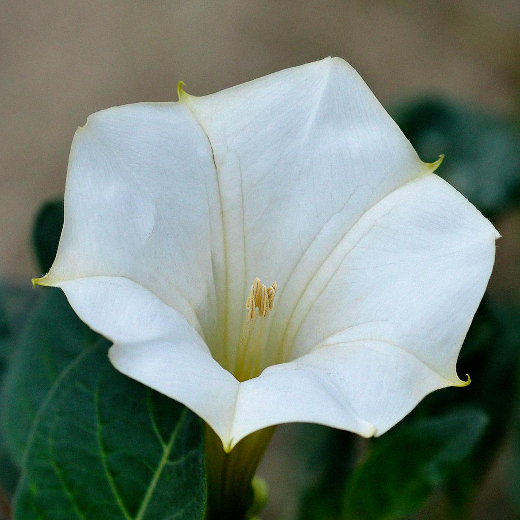 Buy Moonflower (Ipomoea alba) Seeds Online – Large White Evening Blooms