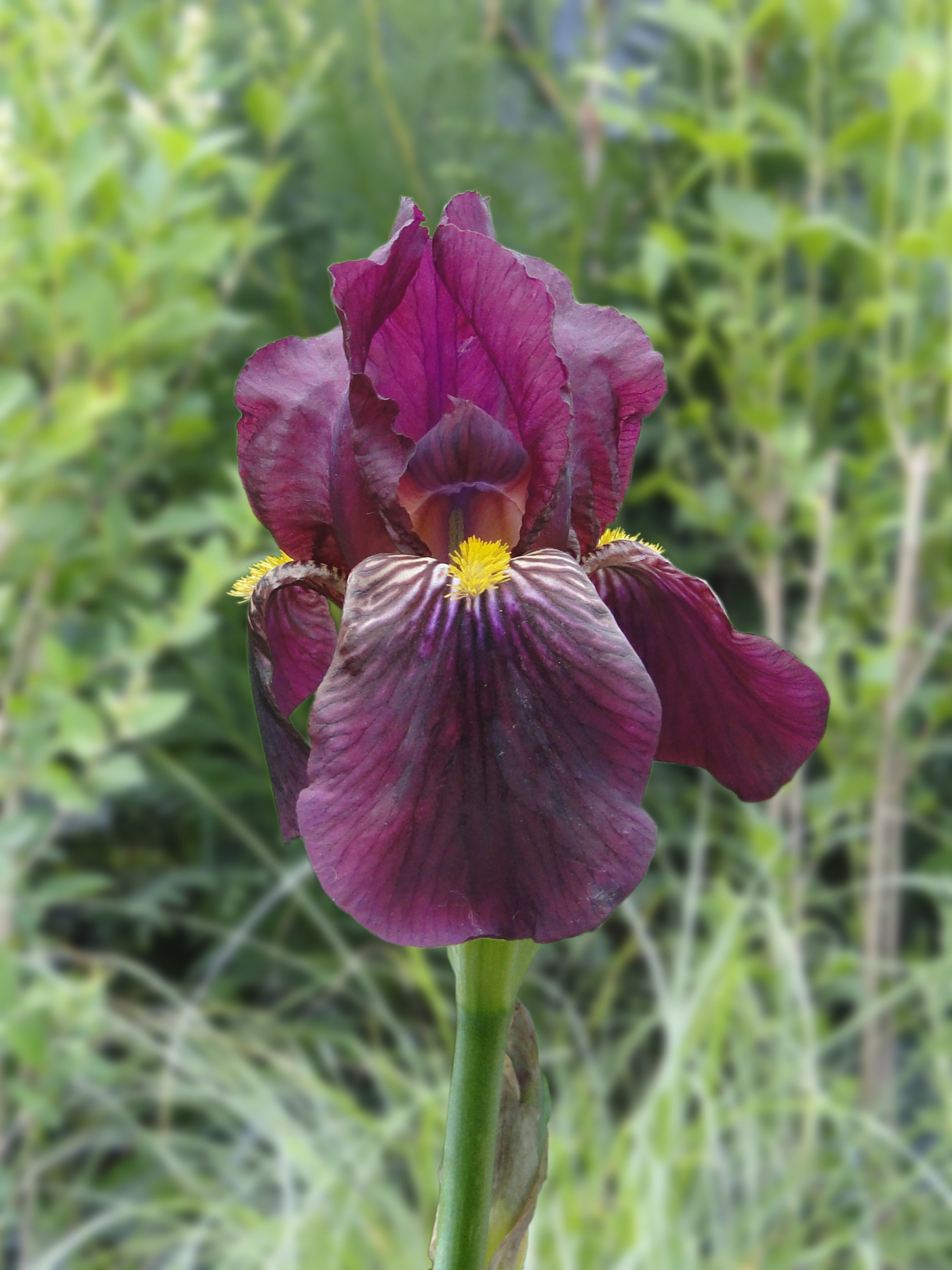 Orchid Iris Iris germanica Seeds for Planting in Bonsai Garden and Flower Bed