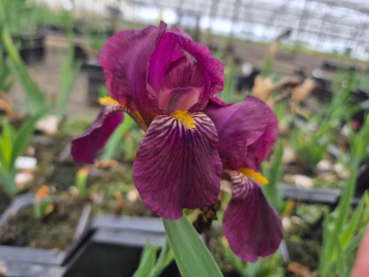 Orchid Iris Iris germanica Seeds for Planting in Bonsai Garden and Flower Bed