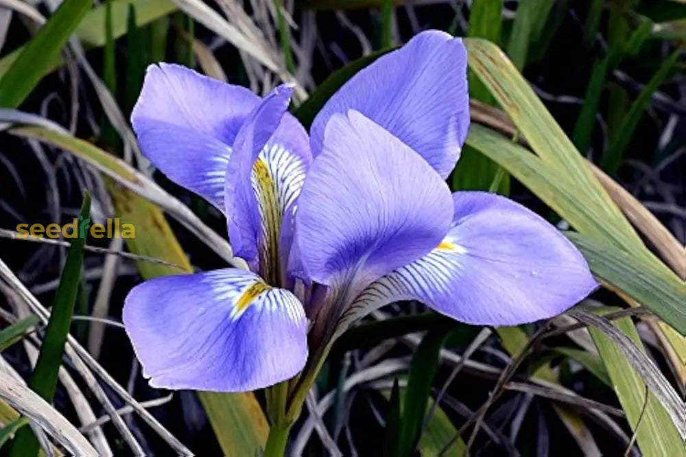 Iris Blue Flower Seeds For Planting - Stunning Perennial Blooms